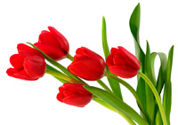 tulips-4e1.jpg