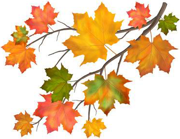 maple-2.png maple-2.png