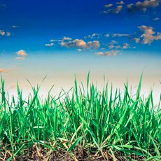 World Environment Day